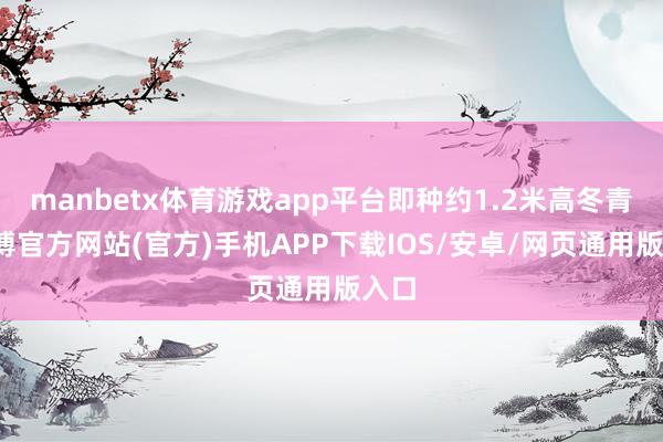 manbetx体育游戏app平台即种约1.2米高冬青-万博官方网站(官方)手机APP下载IOS/安卓/网页通用版入口